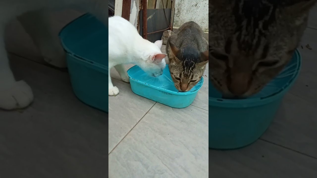 Time Machine Cats !!!! Longest Daily Cats Story