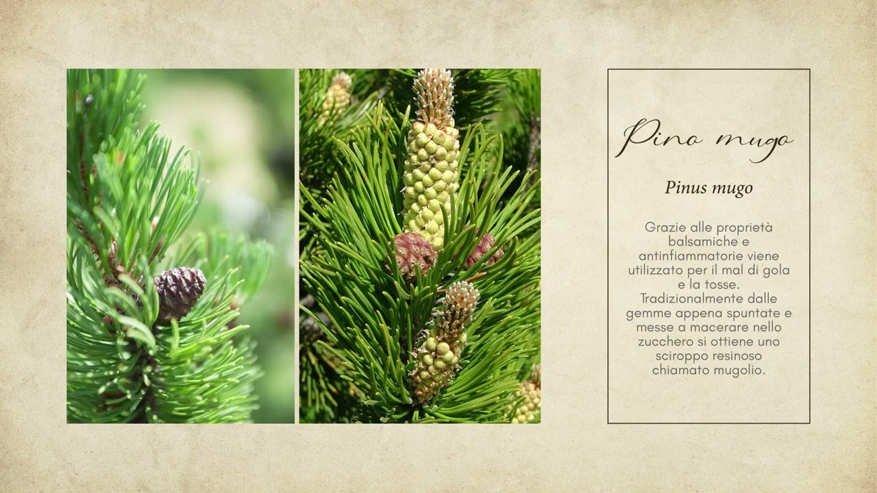 Aromatica