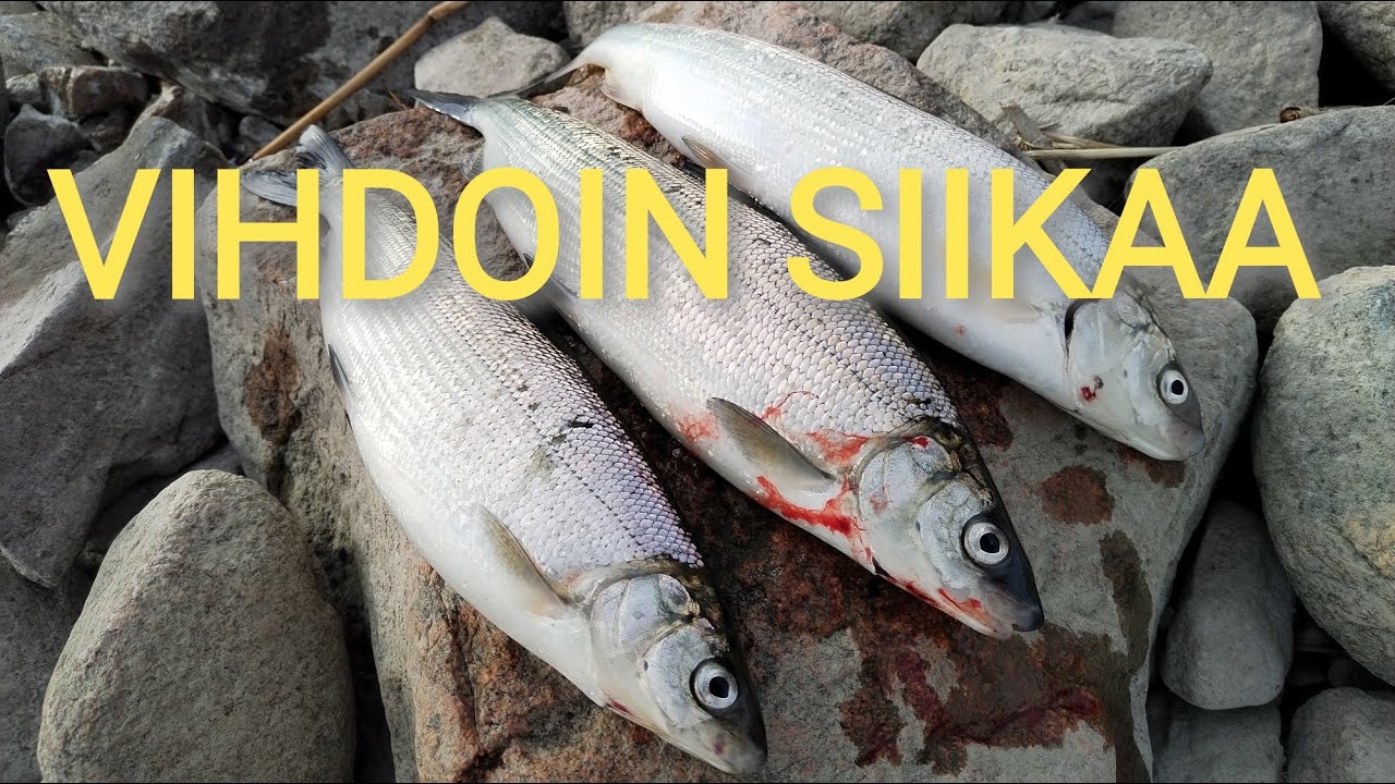Vihdoin siikaa! Eka pohjaonkisiika Turusta