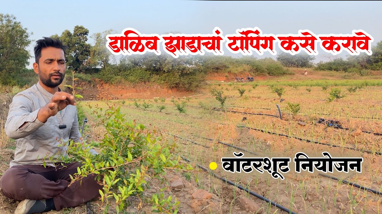 डाळिंब झाडाचे टॉपिंग कसे करावे | Dalimb jhadanche toping kase karave | डाळिंब वॉटरशूट नियोजन