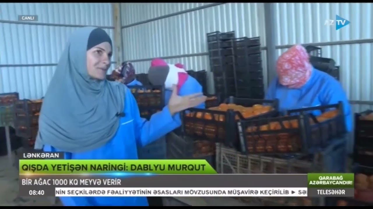 Dablyu murqut - Qışda yetişən naringi (12.01.2024)