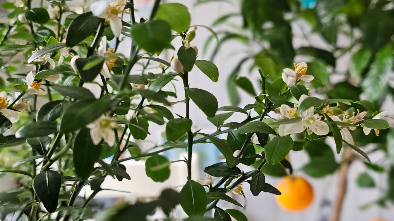 My Australian Finger Lime has exploded into bloom.