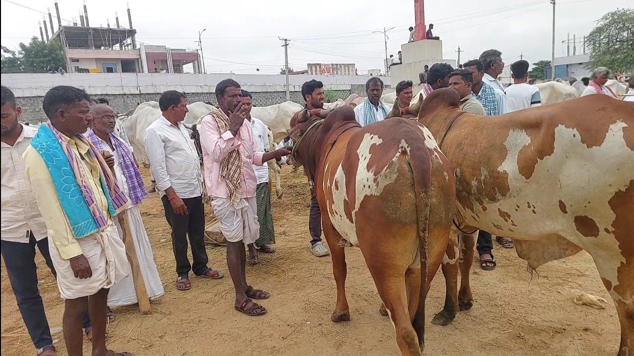 దేవరకద్ర సంతలో దిట్టంగా ఉన్న నల్లమల తూర్పు జాతి రెండు పళ్ళ గిత్తల రేటు | Turpu Bulls prices 