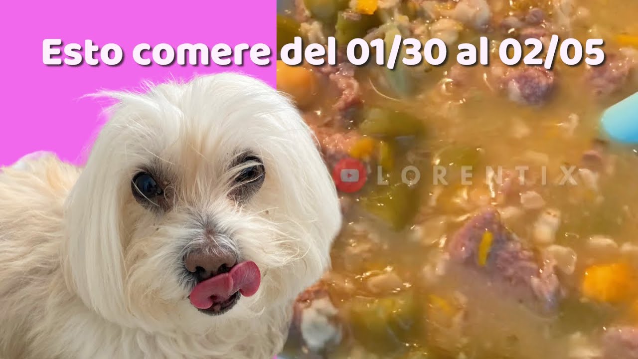 🐶🥘 RECETA ECONOMICA PARA PERROS I Homemade dog food I LORENTIX