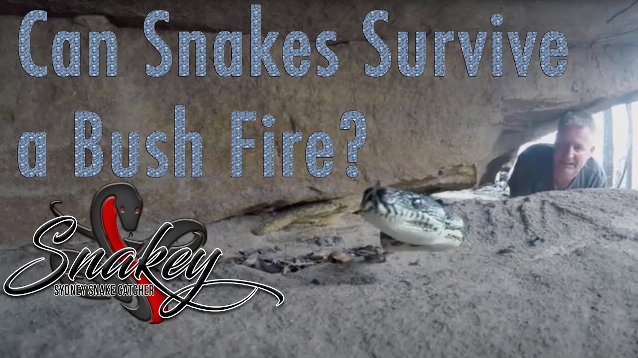 Sydney Snake Catcher ~ Snakey | Episode 2 | Deadly Red Belly & Diamond Python | Clint Barter