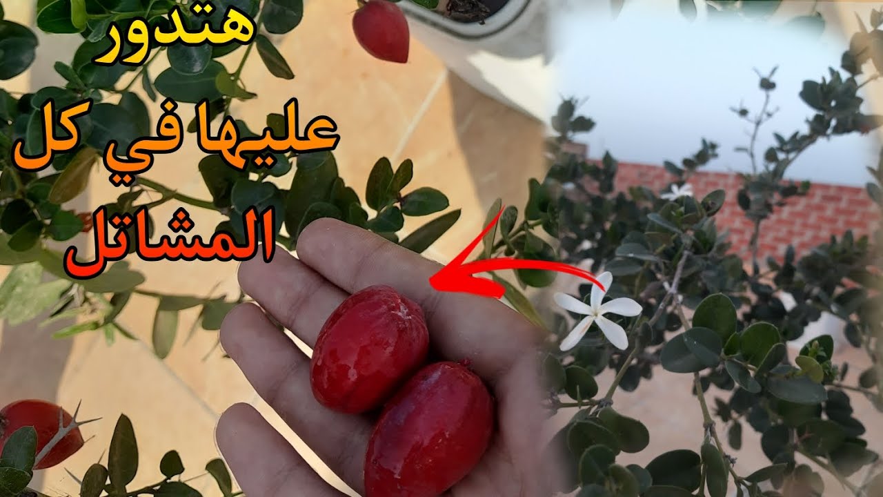 زهور عطريه + ثمار لذيذه و مفيده + منظر جمالي في نبته واحده (الكاريسا) ❤✨الياسمين الافريقي