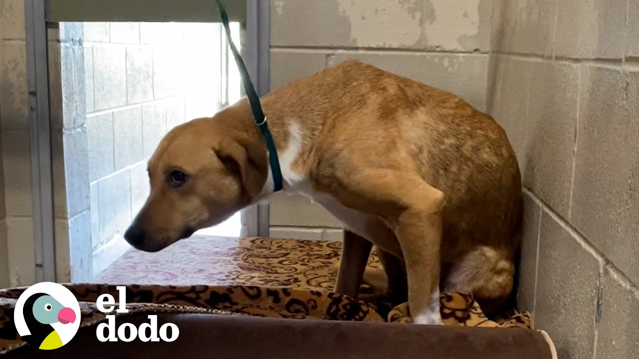 Perro de refugio 