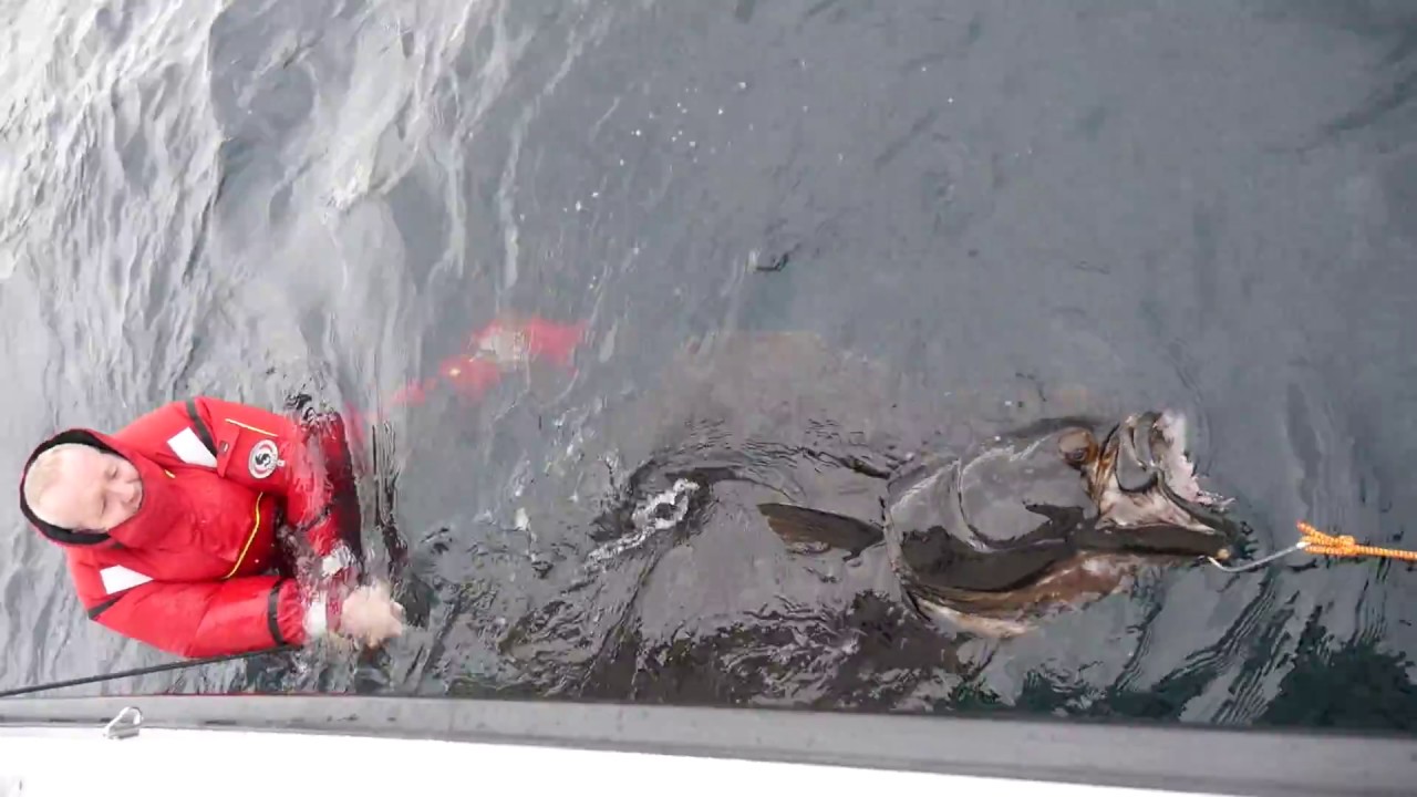 Fanget stor kveite ved Saltstraumen - big halibut in Norway