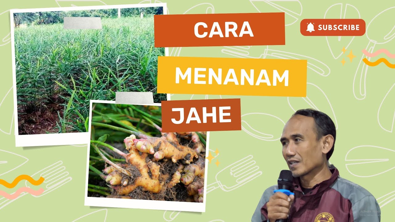 CARA MENANAM JAHE DI DALAM KARUNG #bayudiningrat #bayusehatmandiri #pertanian