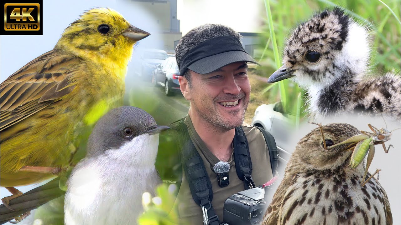 RSPB Dungeness Birding June 2025. Yellowhammer, Lesser Whitethroat, Lapwing, Meadow Pipit.