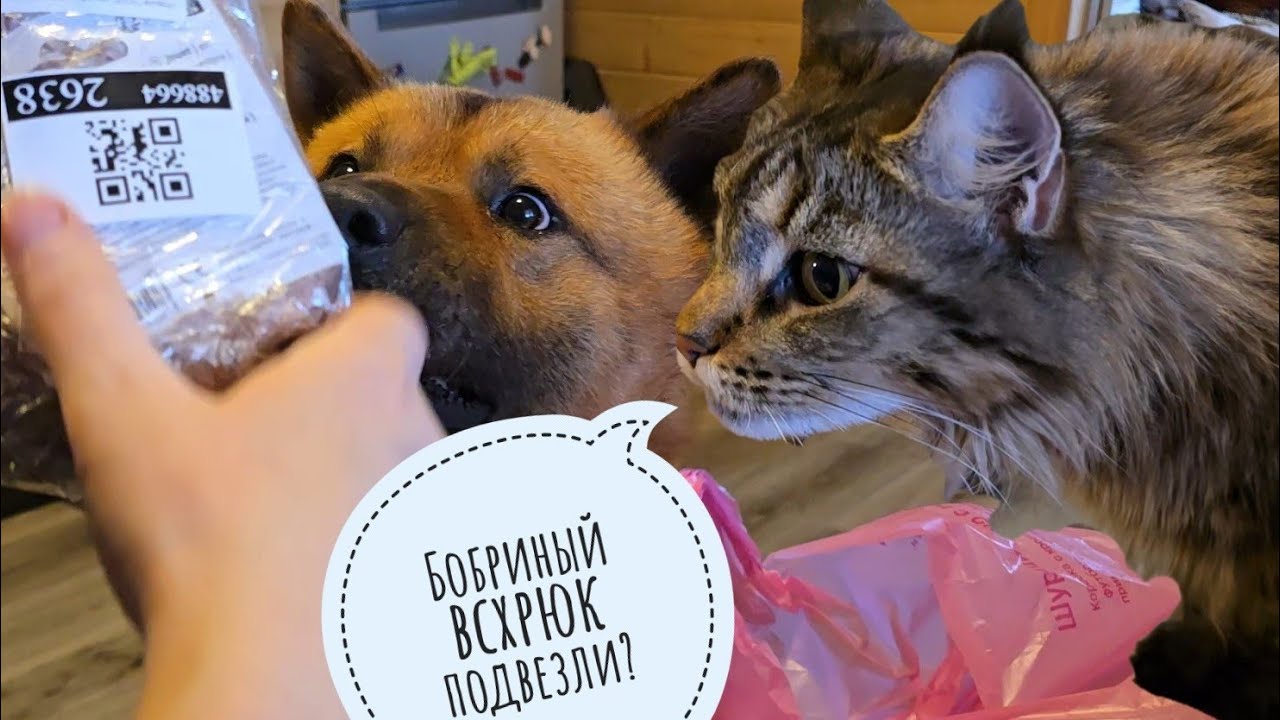 Пёс Кубик и кошка Морошка получили подарки своей мечты! Голубь Димон теряет страх