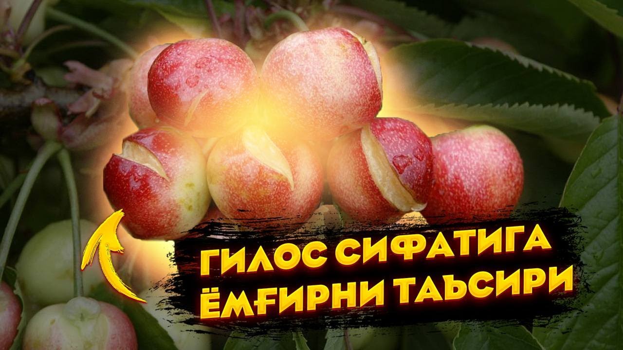 Гилос сифатига ёмғирнинг таъсири қандай?