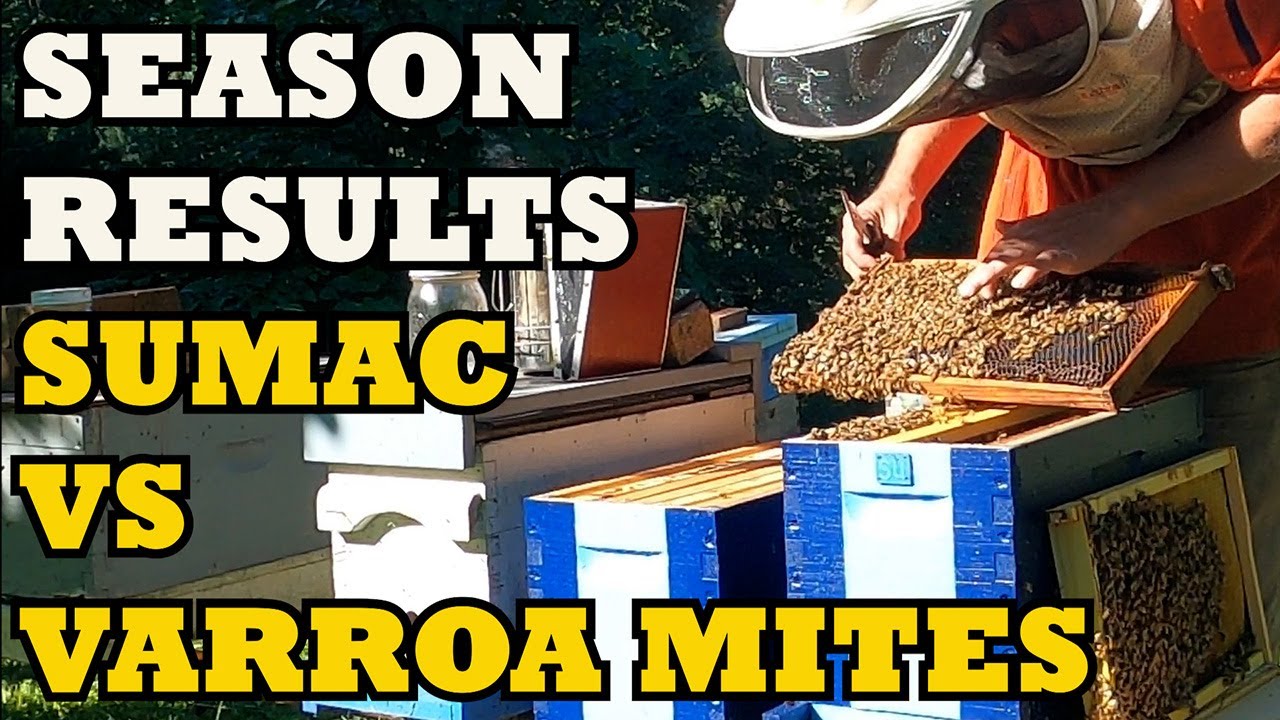 Season Results... Sumac Vs Varroa Mites