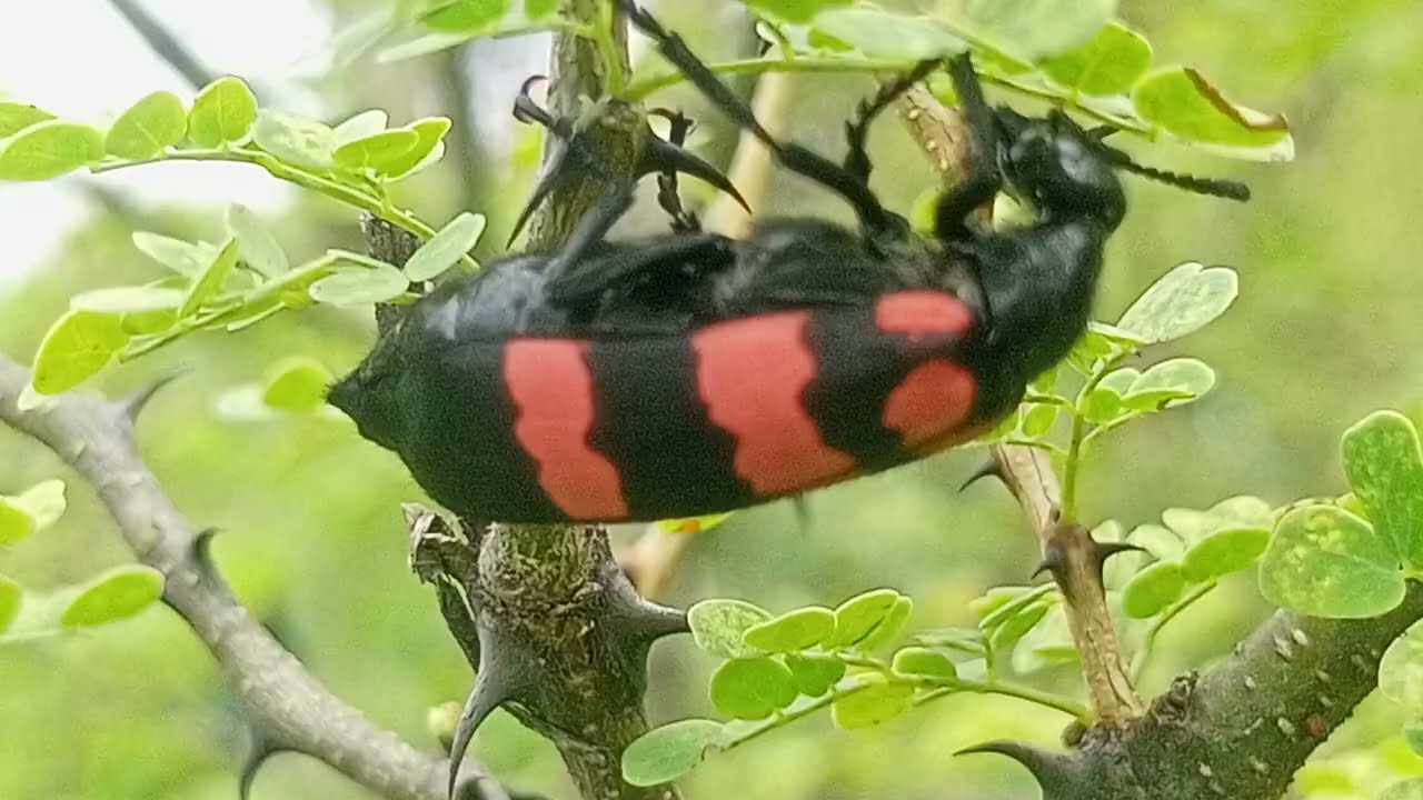 Blister Beetle Nature's Toxic Beaut Thorny Branch Blister beetle