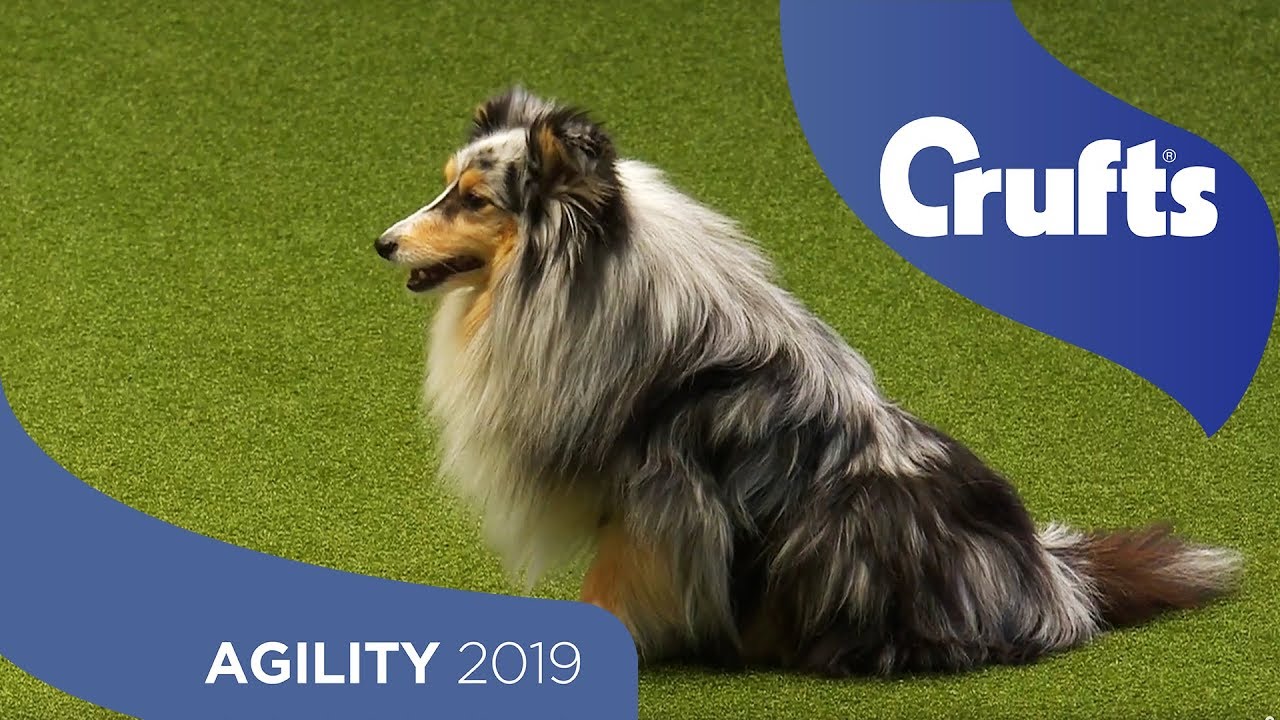 Agility - Kennel Club Novice Cup Final - Large - Jumping | Crufts 2019
