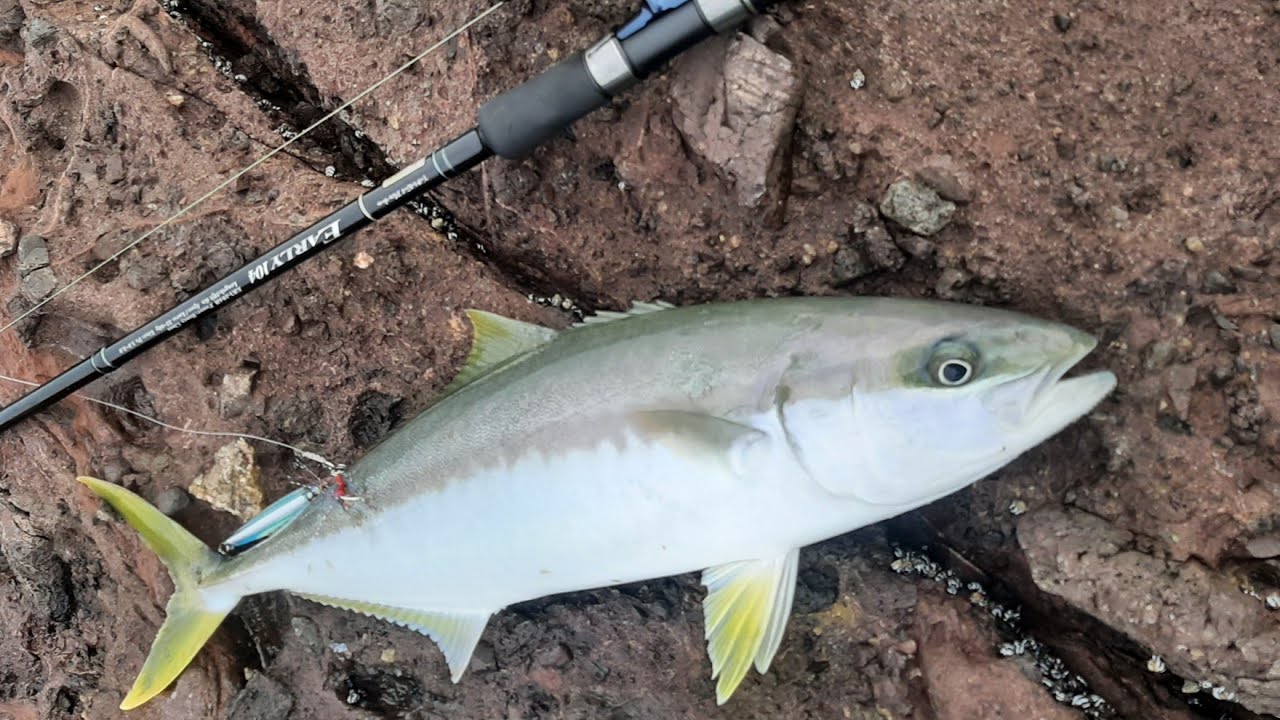 Hasta que salio el dorado desde rocas y con equipo de light shore jigging