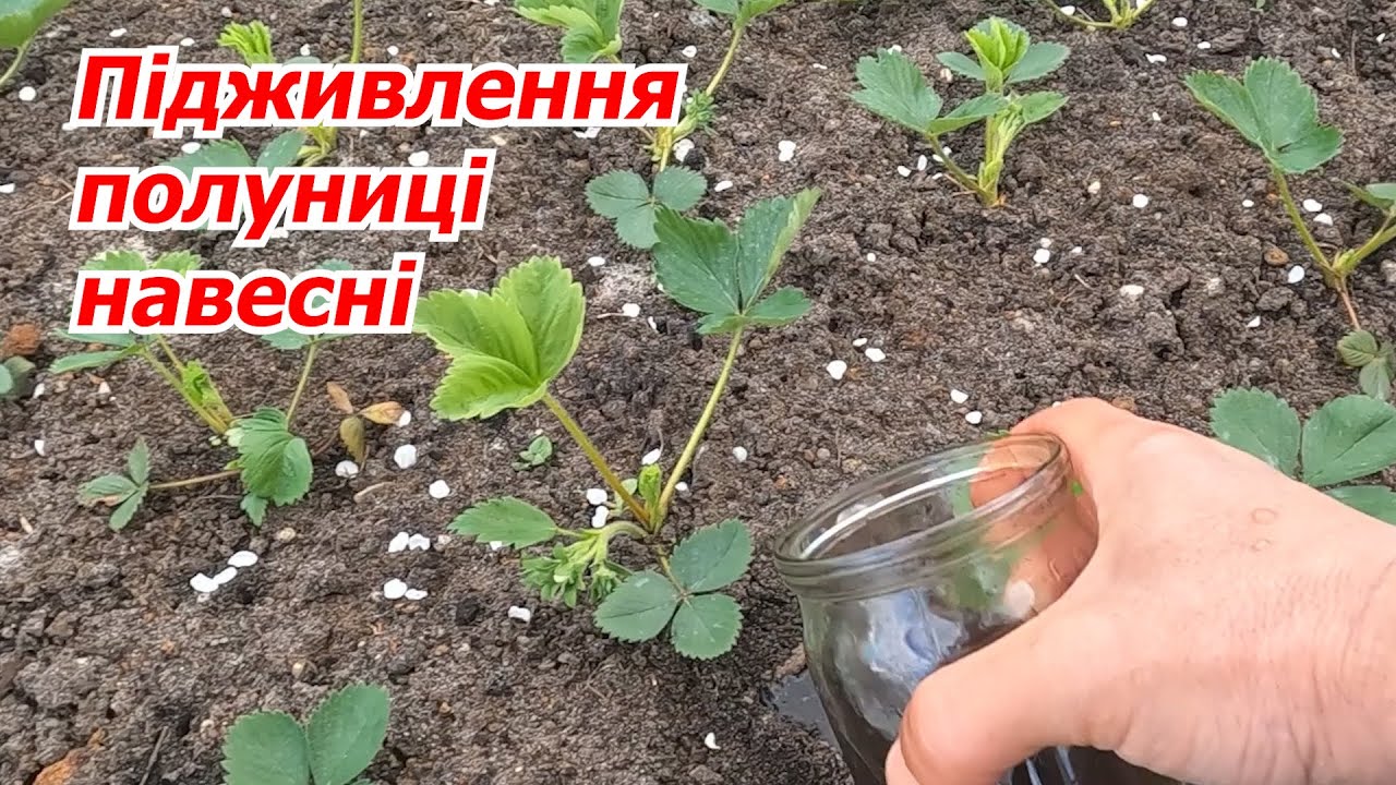 Підживлюємо полуницю перед цвітінням- чим та як це краще зробити.