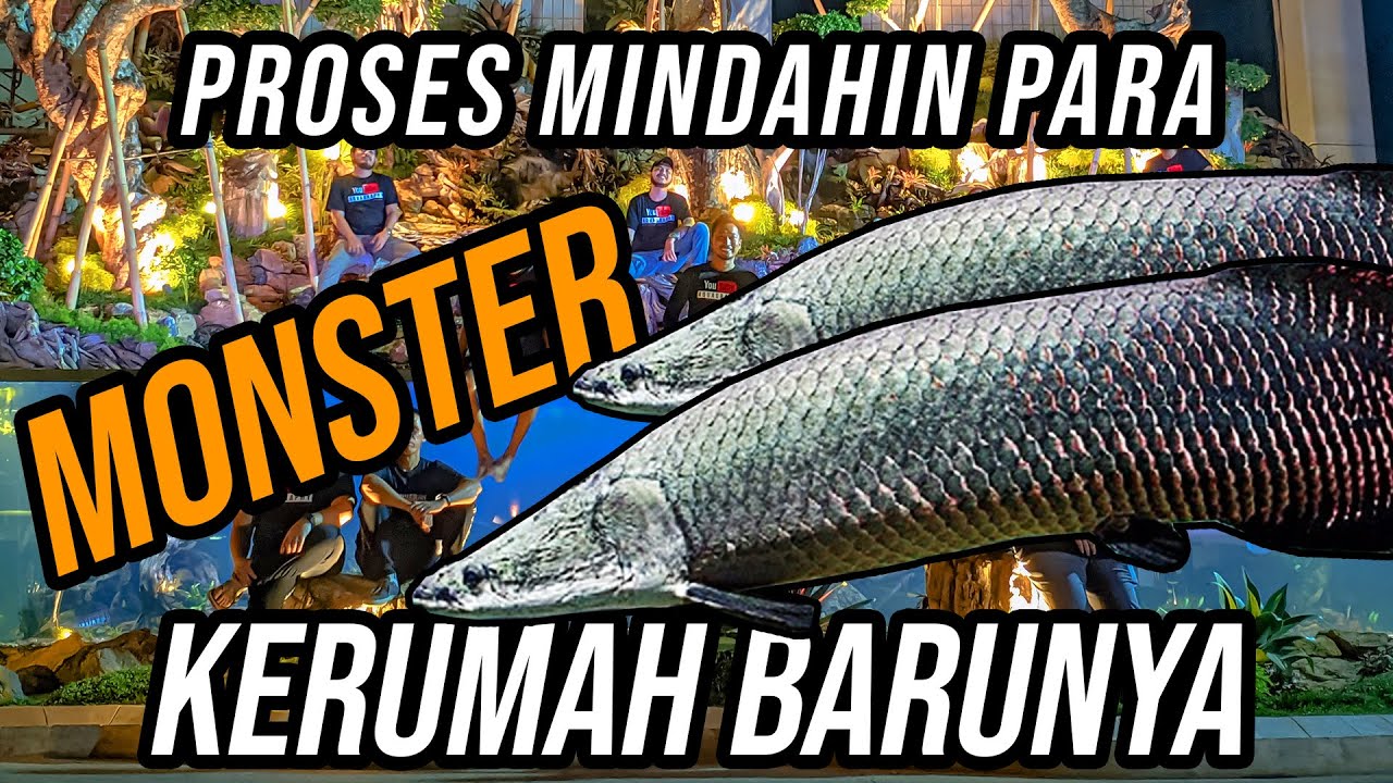 MEGA PALUDARIUM MABESAD - Part 6 Proses Pemindahan Ikan Monster Ke Paludarium KSAD Andika Perkasa