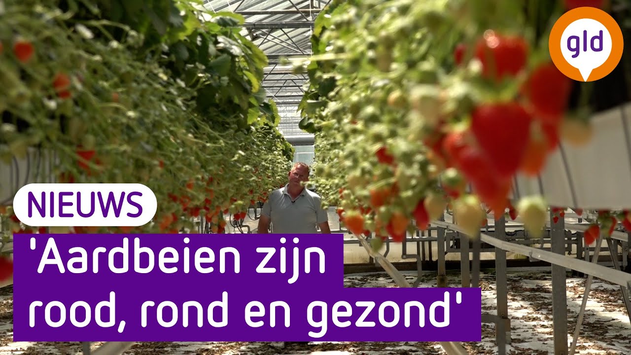 De verkoop van aardbeien loopt als een tierelier
