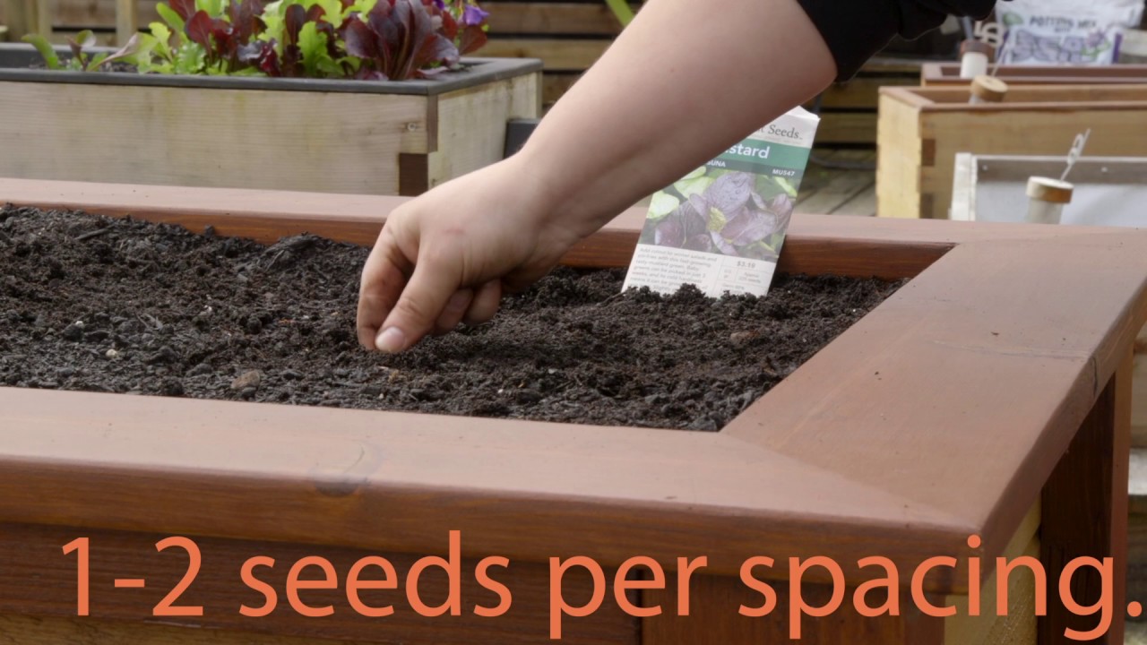 How to Plant Mustard Greens by Seed