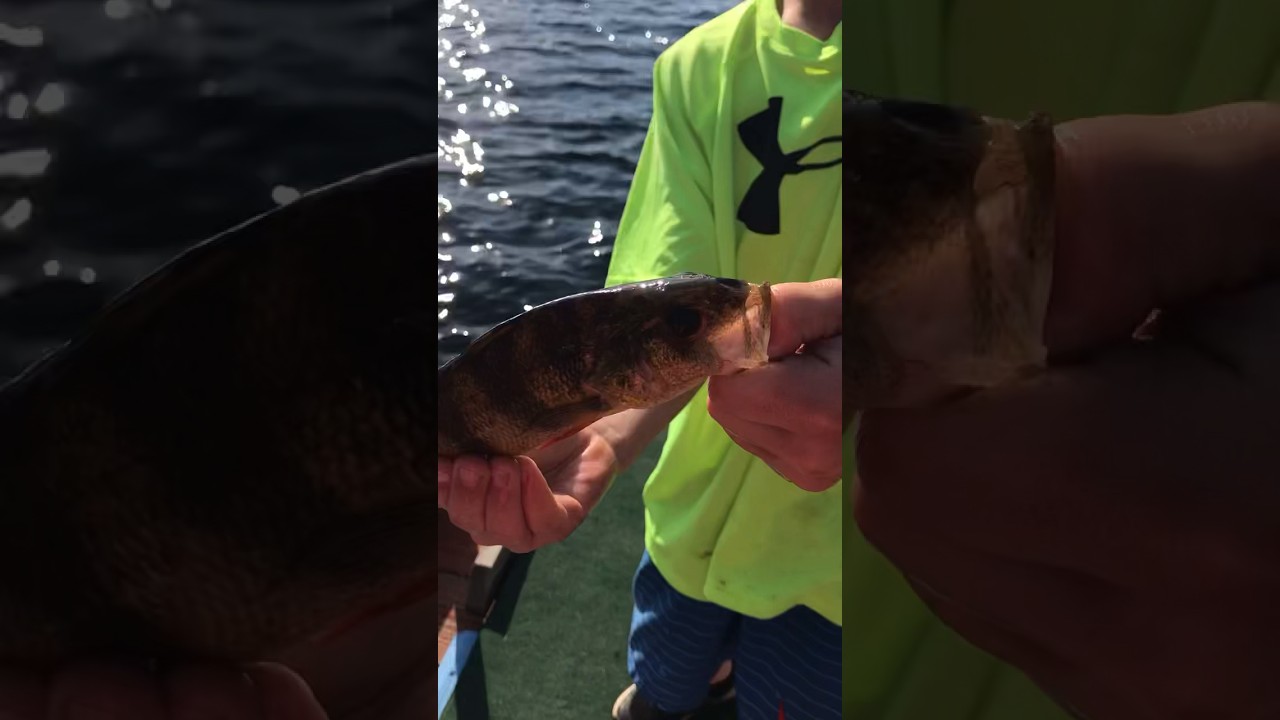 HOW TO hold a fish! 🐠#howto