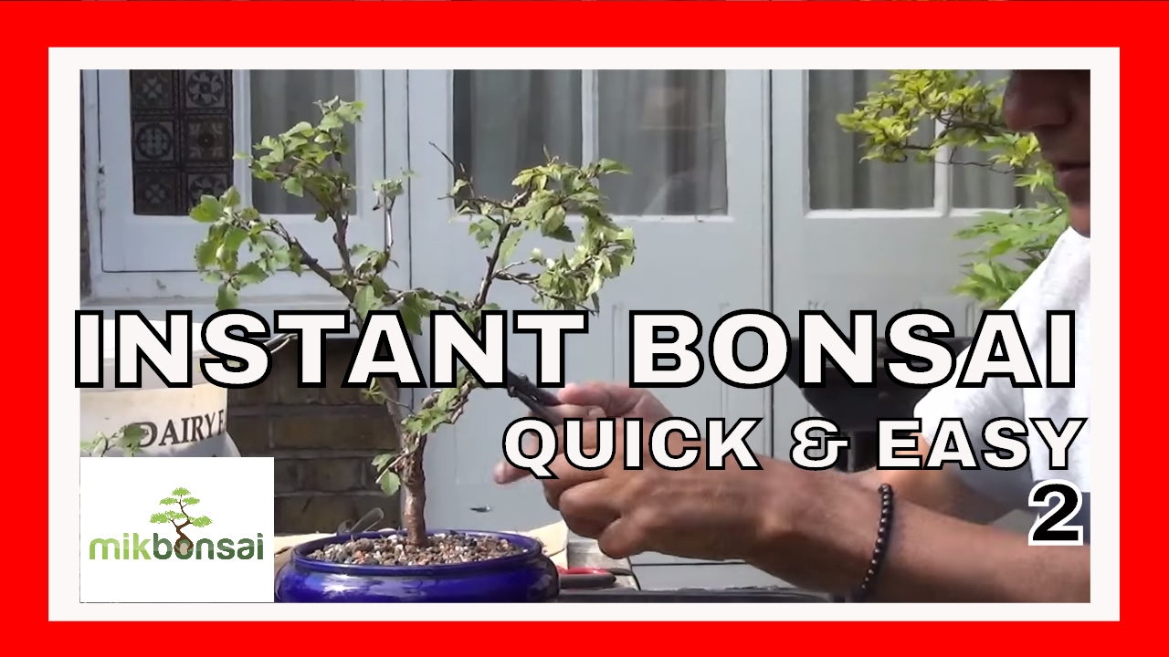 Nursery plant to Fuji Cherry Bonsai Tree; KOJO-NO-MAI make instant bonsai tree -Part 2 | mikbonsai