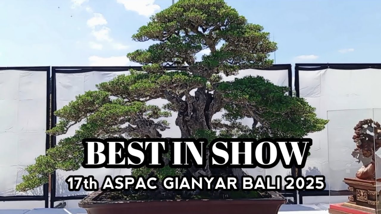 BONSAI 17th ASPAC GIANYAR BALI 2025 ( Best in Show & The Legend )