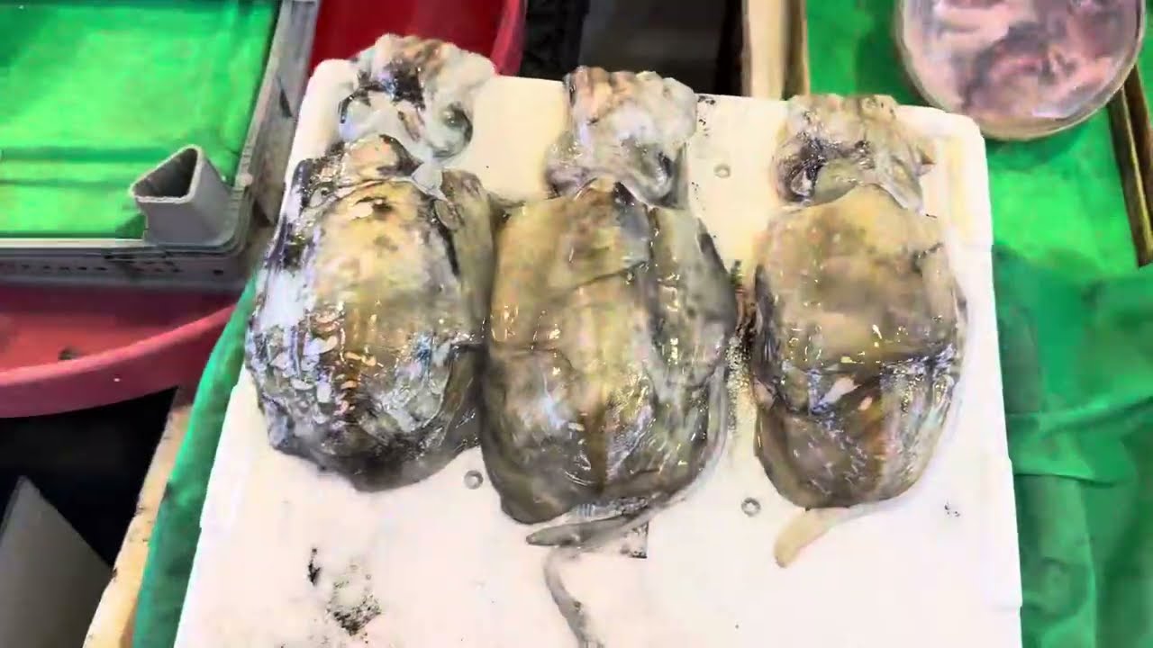 ISTANBUL - TURKEY - FISH MARKET
