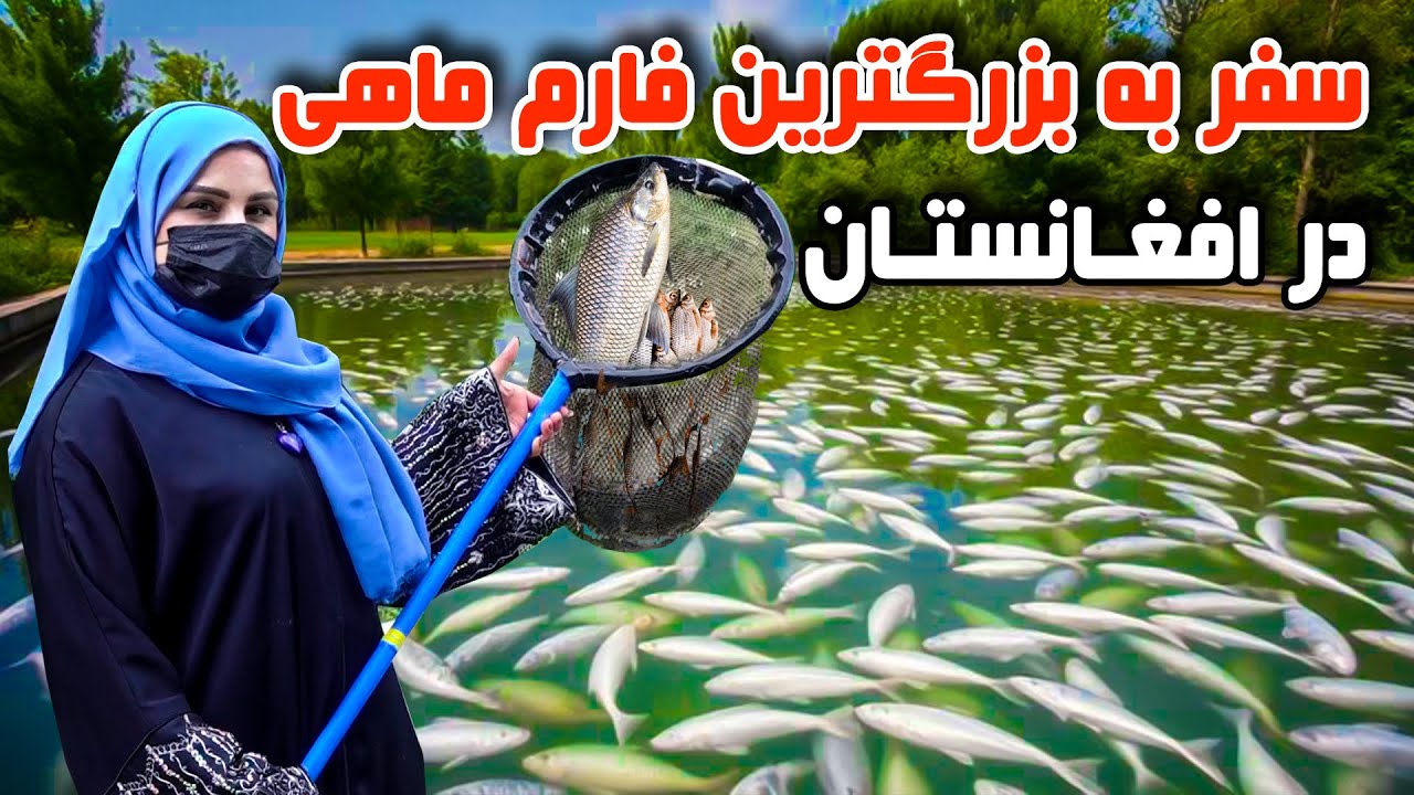 سفر به بزرگترین فارم ماهی در افغانستان، گزارش فرشته عظیمی 🐟🦈