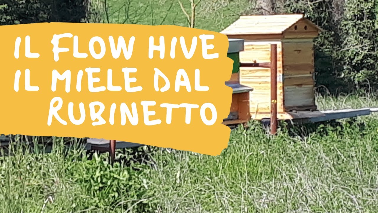 Arnia Flow Hive per smielatura automatica del miele: Come funziona e consigli per l'uso | Mielisa