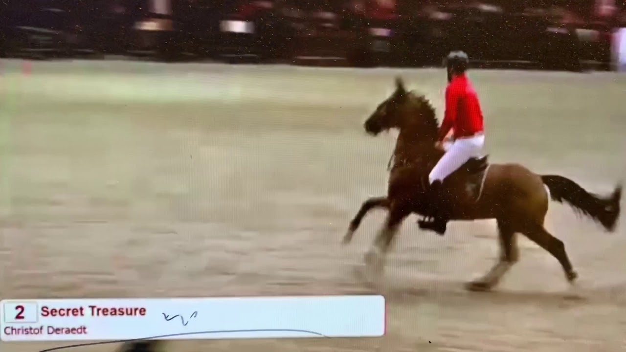 Secret Treasure (Stakkato Gold x Couleur-Rubin), Stallion Competition Lier 4YH