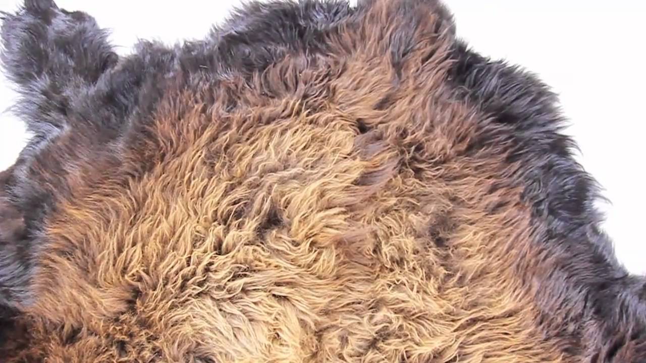 Thick Golden Hump Buffalo Hide