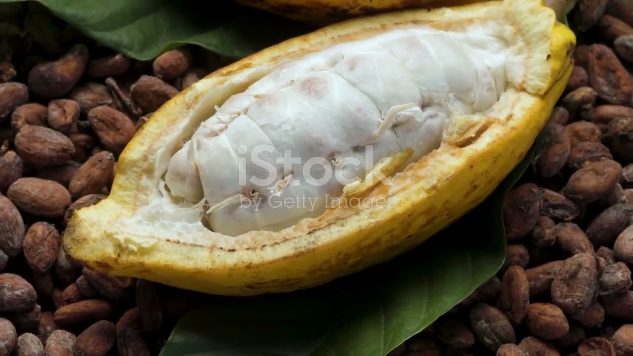 The Sweet Journey | How Chocolate is Made
