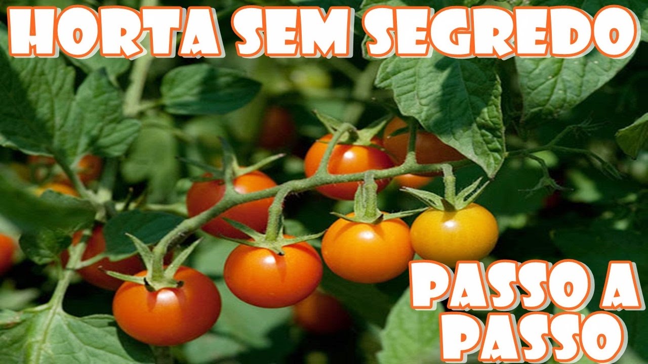 Verdura sem veneno! Horta em casa - simples e f&aacute;cil de plantar (Tomate e Tomilho) - Fran Adorno