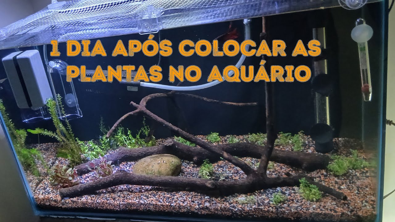 Como estão as plantas no Aquário | Projeto Betta