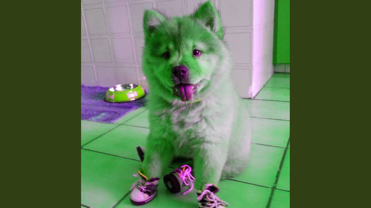 Playful Calming Pooches