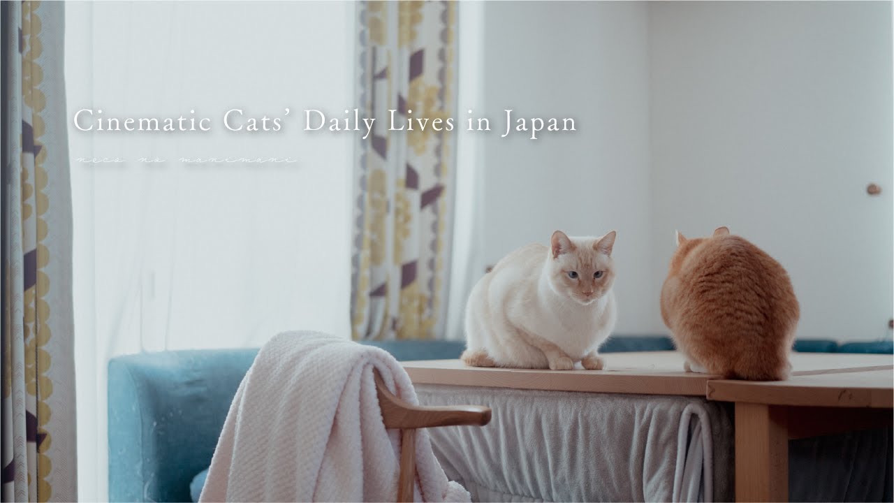 Just Another Winter Day with Cats in Japan.