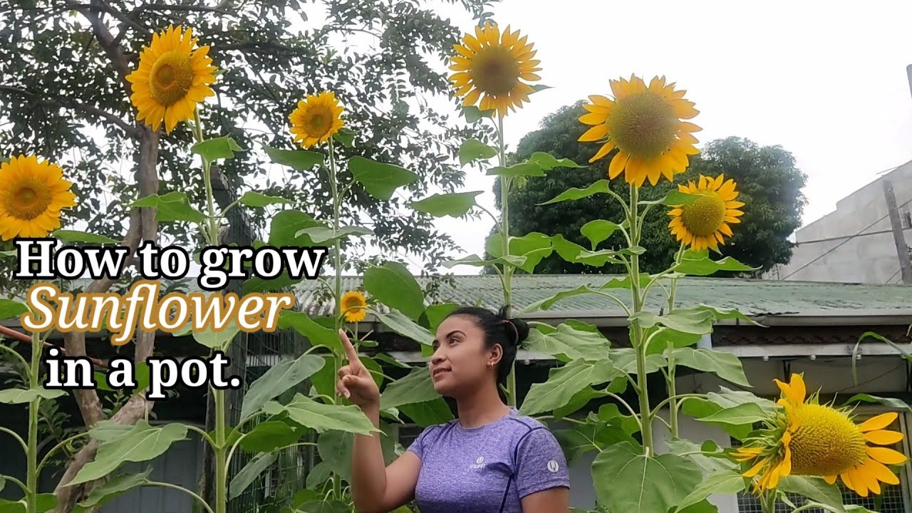 How to grow sunflower in a pot/paano magtanim ng sunflower sa paso🌻