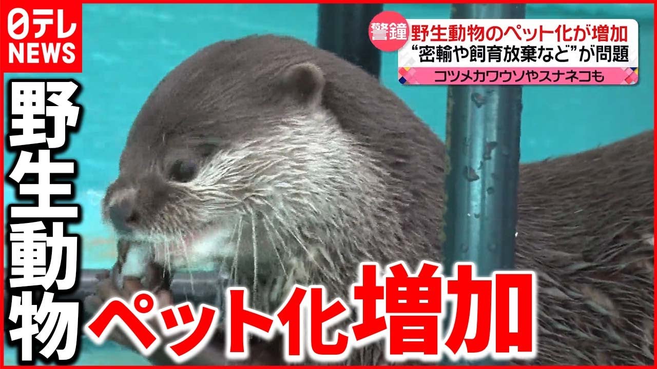 【警鐘】“密猟・密輸”や“飼育放棄“などが問題に…コツメカワウソやスナネコも