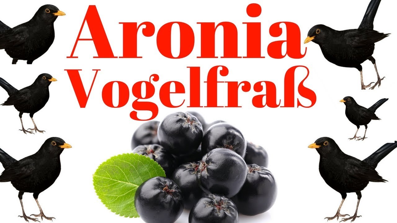✅✅ Aronia Vogelfrass ‼ HILFE ‼ Aroniabeeren Vögel fressen Beeren weg ✅✅