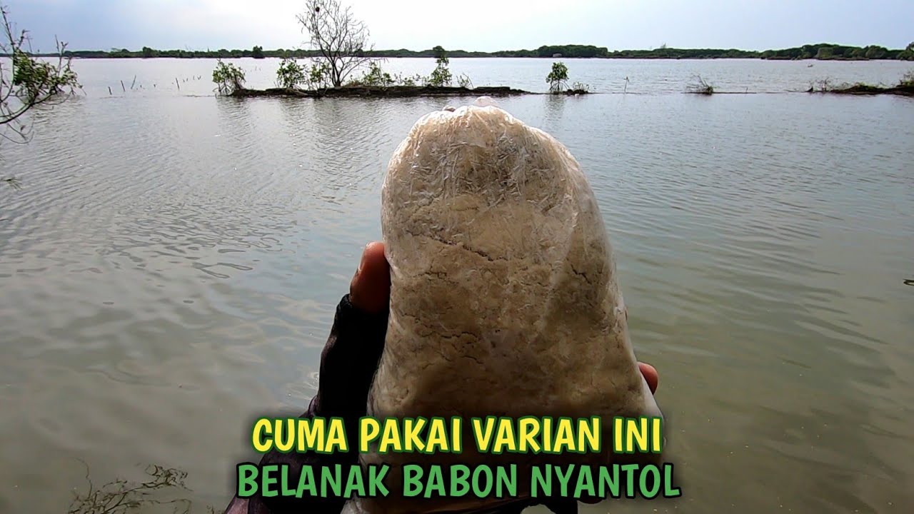 Langsung Babon Yang Makan !!! Mancing Belanak Umpan Tepung Rahasia