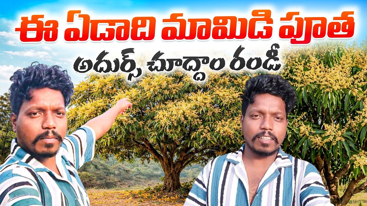మా మామిడి చెట్టు పువ్వు బాగా పూసింది చూద్దాం రండీ@ourtribalvlogs