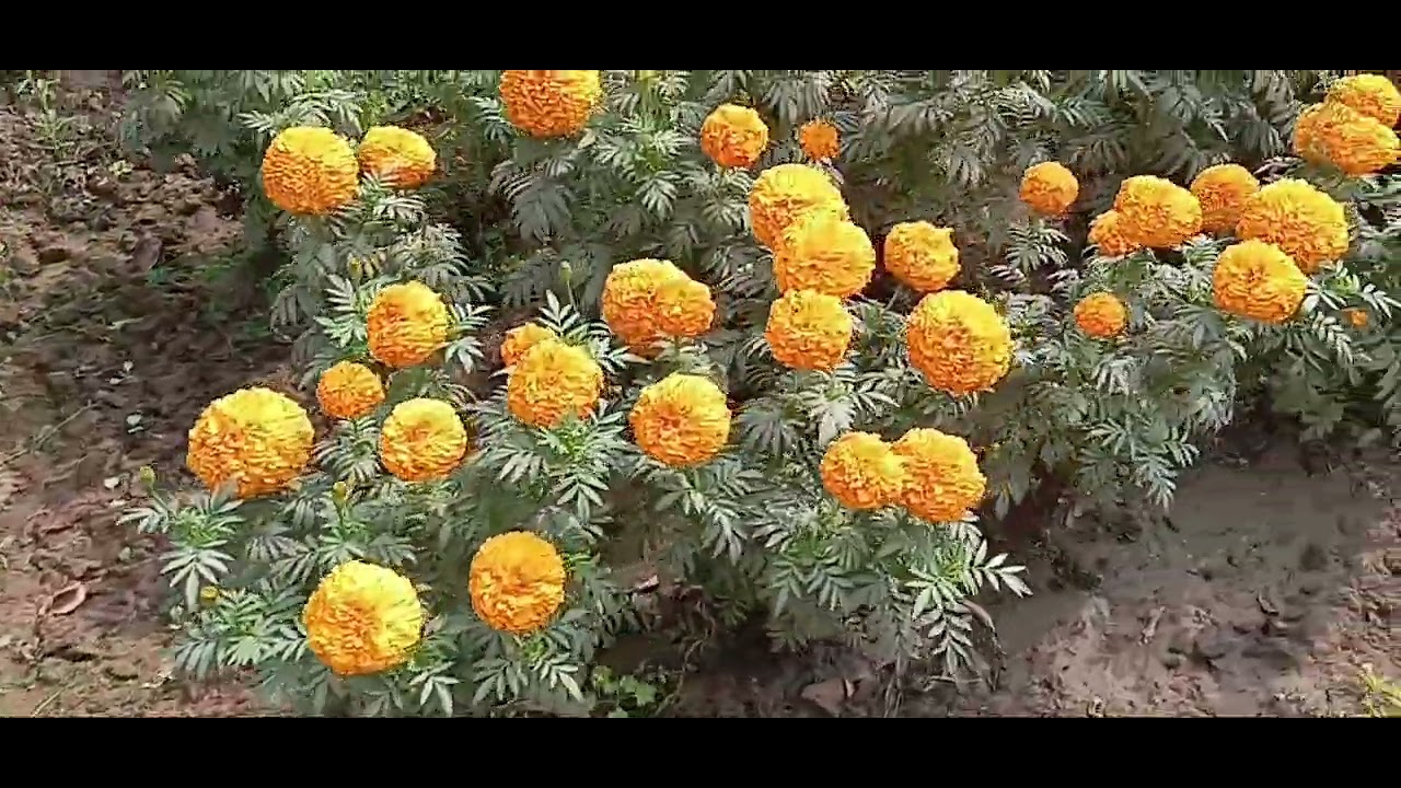 Marigold farming #Marigold #flower #flowerlover #yellow flower 🌼 