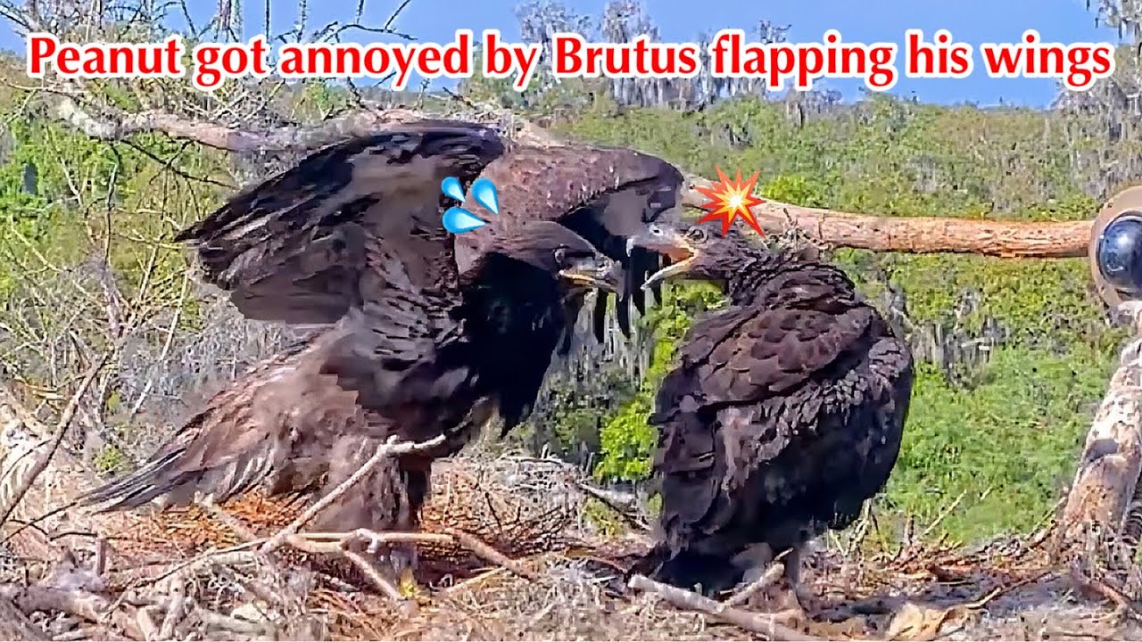 #398🦅Brutus🐥58° & Peanut🐥53°／Winter Park Eagle Nest 2026／Against All Odds:One-Eyed Mom／Wink💗Atlas