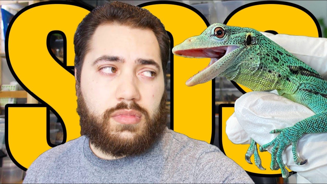 Почему Бэзил меня НЕНАВИДИТ... | Обновление Green Tree Monitor