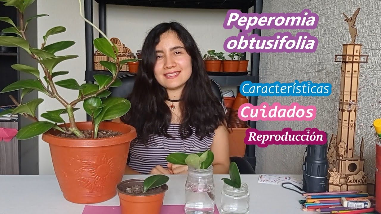 Reproducción y cuidados de la PEPEROMIA OBTUSIFOLIA