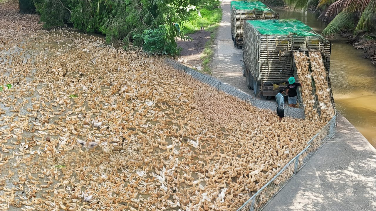 How They Transport Millions of Ducks by Truck