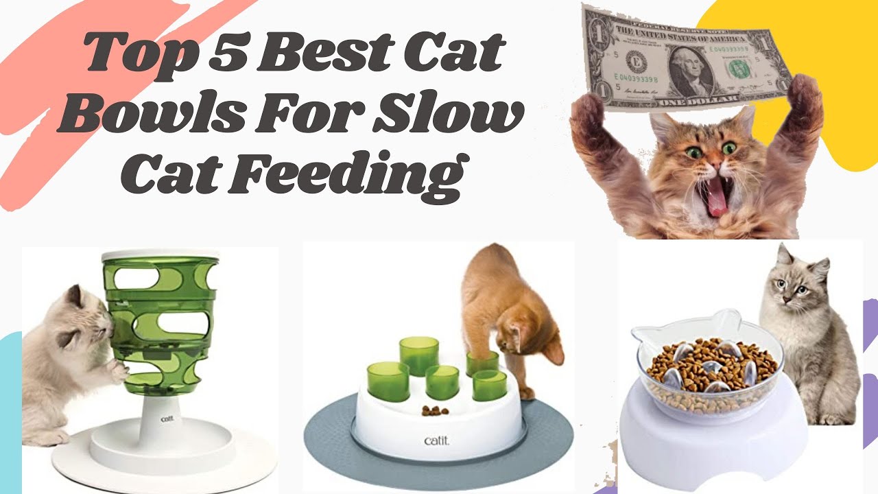 Top 5 Best Cat Bowls For Slow Feeder