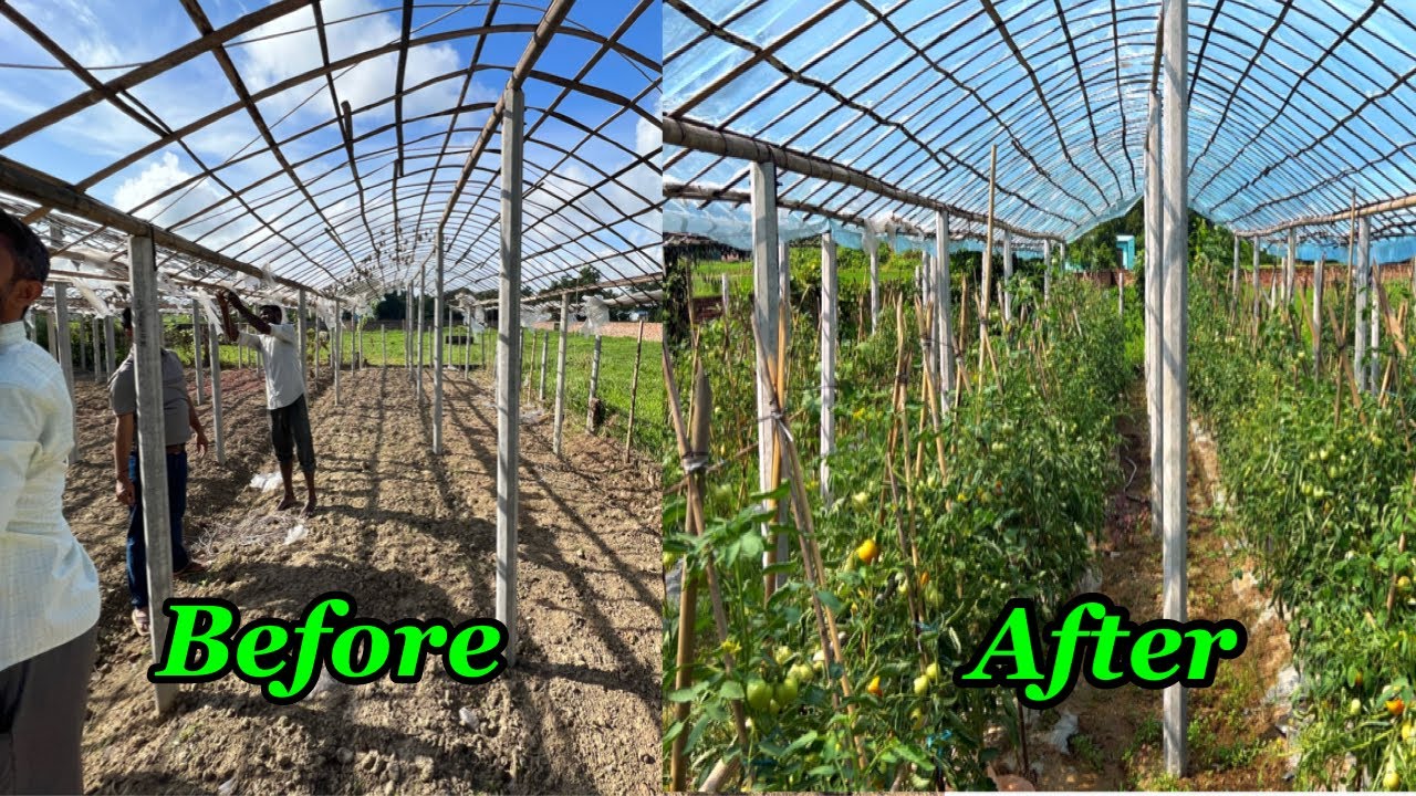 ইউভি (UV)পলিতে অসময়ে গ্রীষ্মকালীন টমেটো / Summer / Offtime Tomato in UV Poly / টমেটো চাষের a2z tech