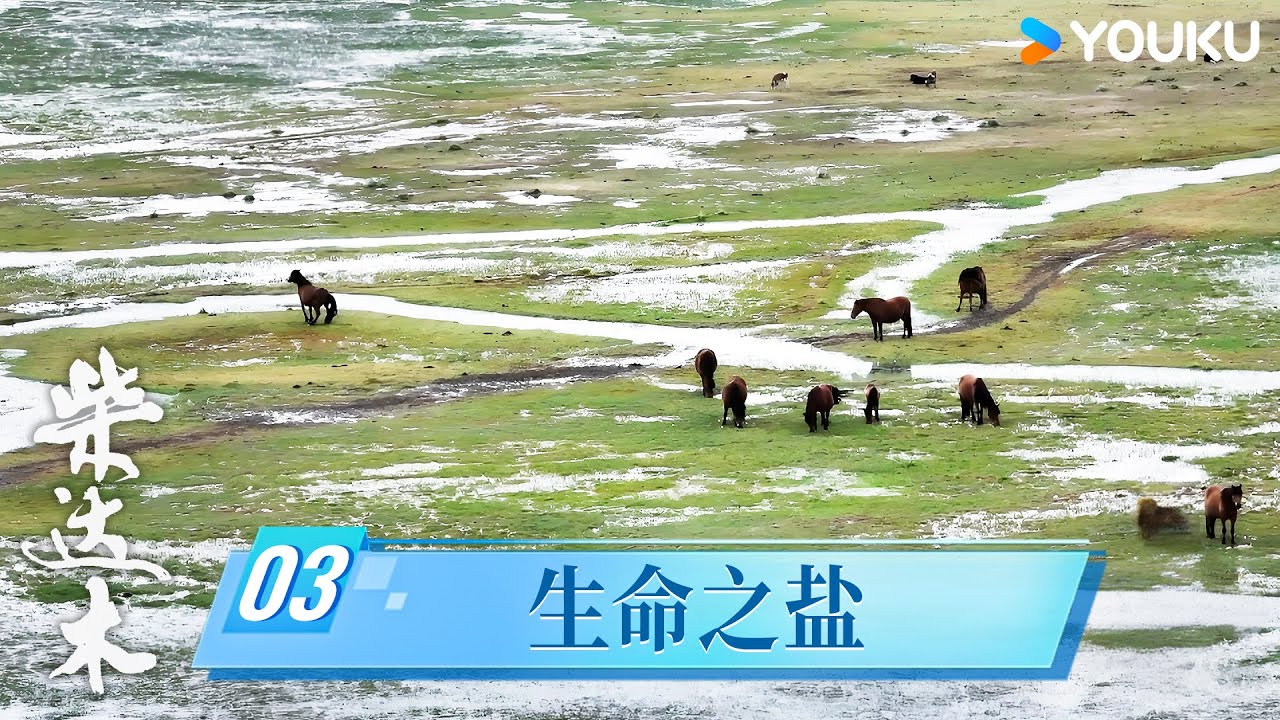 【柴达木】EP03 生命之盐 | 光影诉说生态史诗 | 优酷纪实人文 YOUKU DOCUMENTARY